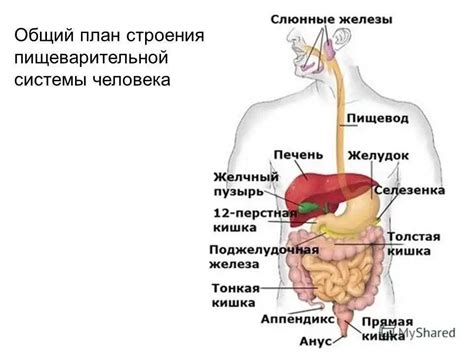 Укрепление пищеварительной системы для предотвращения пучения