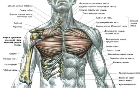 Укрепляют грудные мышцы и плечи