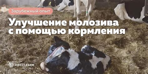 Улучшение кормления