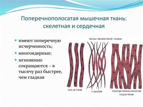 Улучшение мышечной функции