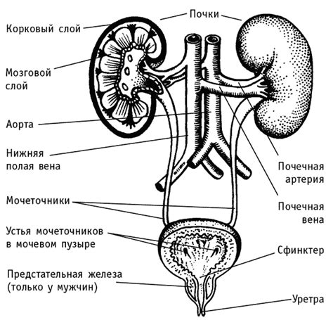 Улучшение функции мочевых органов