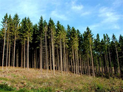 Уникальные особенности неподвижных деревьев