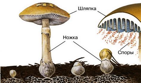 Уникальные особенности развития пещерных грибов