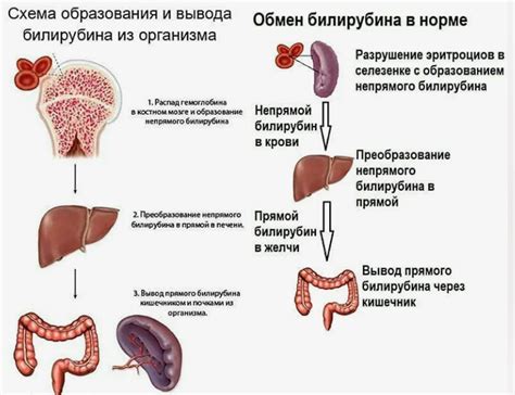 Уровень билирубина и здоровье