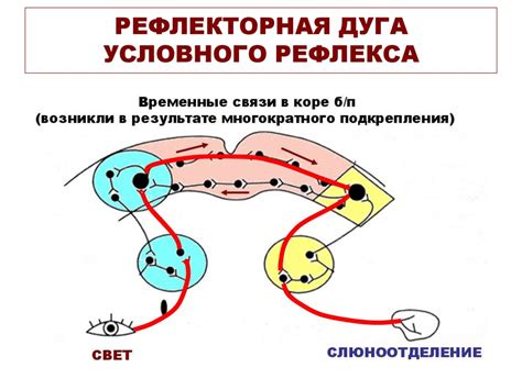 Усиление зевотного и чихательного рефлексов