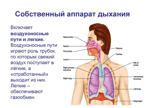 Усиленное дыхание и изменение голоса