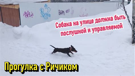 Установка связи с щенком на улице