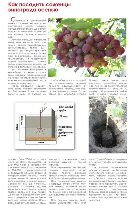 Уход за виноградом на кустарнике