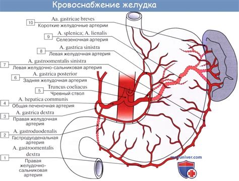 Ухудшение кровоснабжения желудка