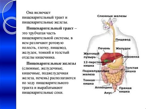 Ухудшение работы органов пищеварения