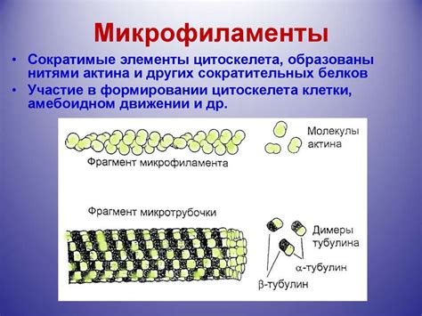 Участие актиновых микрофиламентов