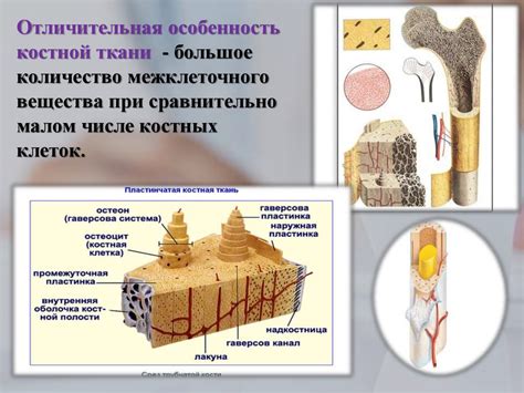 Участие в обмене костной ткани