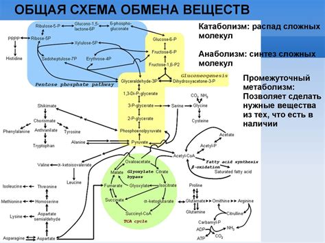 Участие цинка в обмене веществ