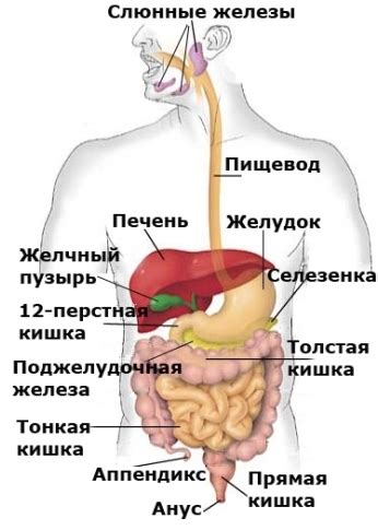 Учитывайте особенности пищеварительной системы