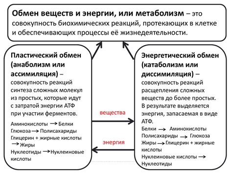 Факторы, влияющие на обмен веществ