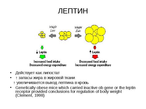 Факторы, влияющие на уровень лептина