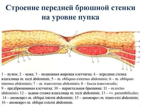 Физиологическая интерпретация развязанного пупка