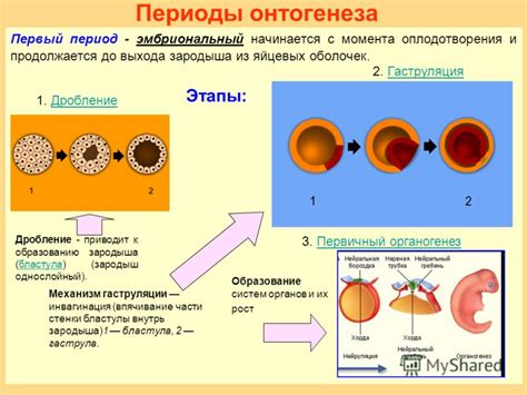 Физиологический механизм оплодотворения