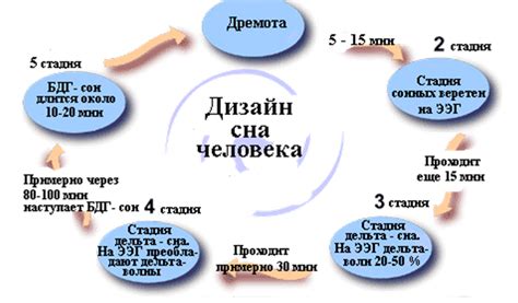 Физиологическое значение сна