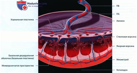 Физиология и анатомия пуповины