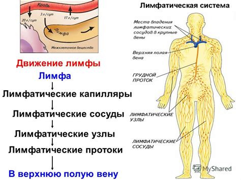 Физиология чистки лимфы