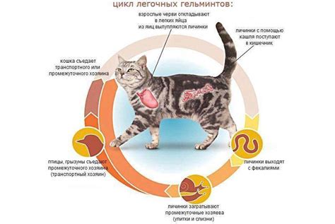 Физические проявления голода у кошки