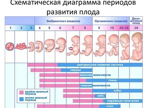 Физическое развитие плода