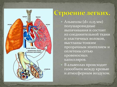 Физическое строение легких и их роль в дыхательной системе