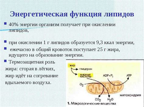 Формирование липидов в организме человека