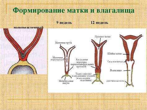 Формирование половых органов