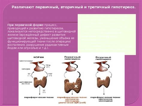 Функции ТТГ гормона