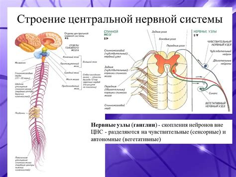 Функции белого вещества центральной нервной системы