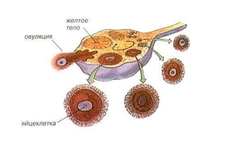 Функции доминирующего фолликула