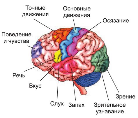 Функции и значение неспецифических срединных структур головного мозга