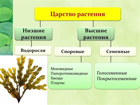 Функции и значение низших и высших растений в экосистеме