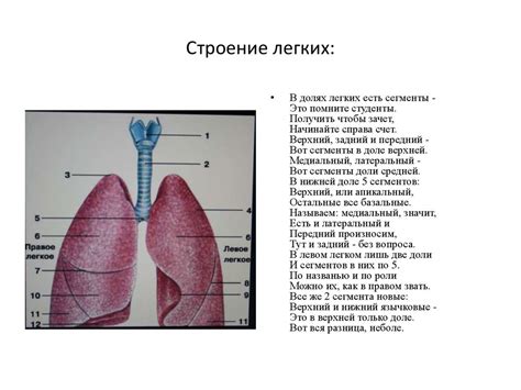 Функции и роль правого легкого