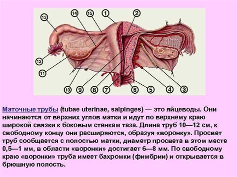 Функции и структура зоны пупка у девушки: