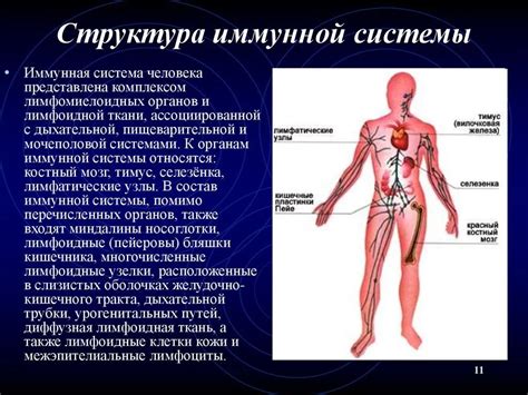 Функции и структура правой стороны организма