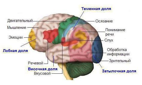 Функции левой височной доли: