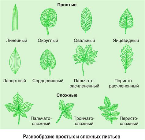 Функции листьев первого класса