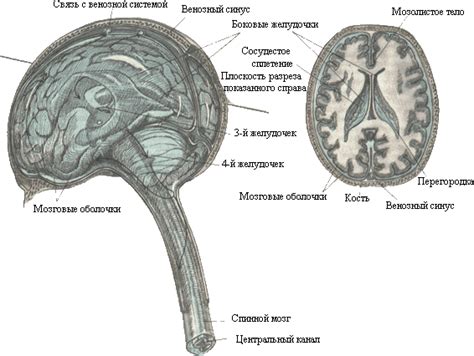 Функции мозговых желудочков