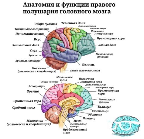 Функции правого полушария мозга