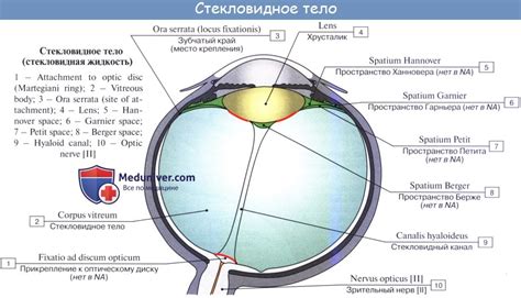 Функции стекловидного тела в организме