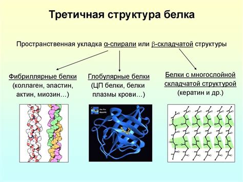 Функции фибриллярных белков