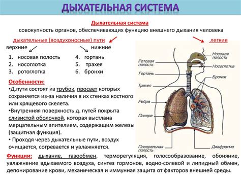 Функция бронховых путей в организме человека