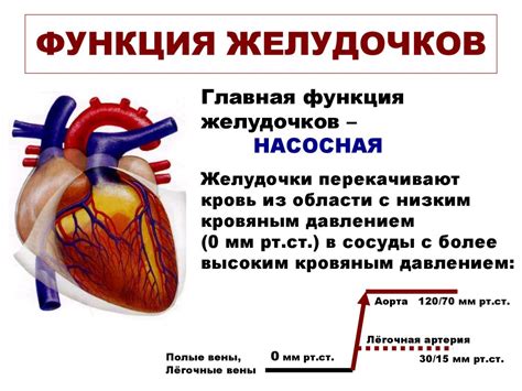 Функция желудочков сердца: определение и значение