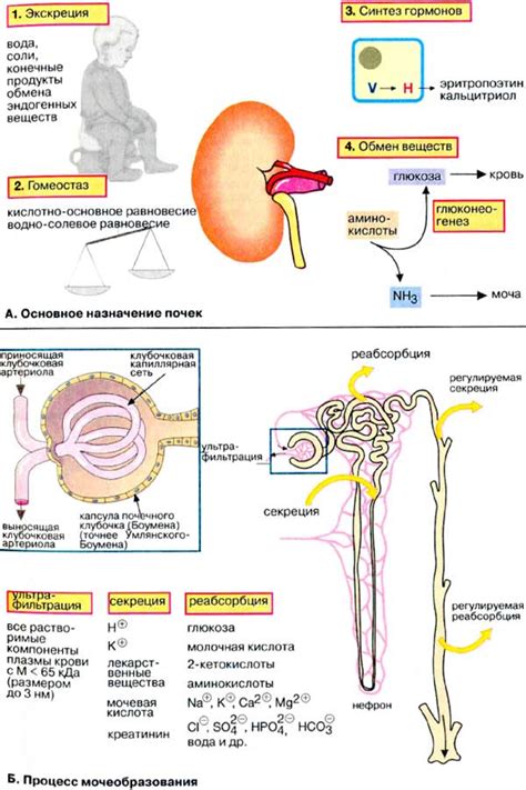 Функция почек: роль в организме