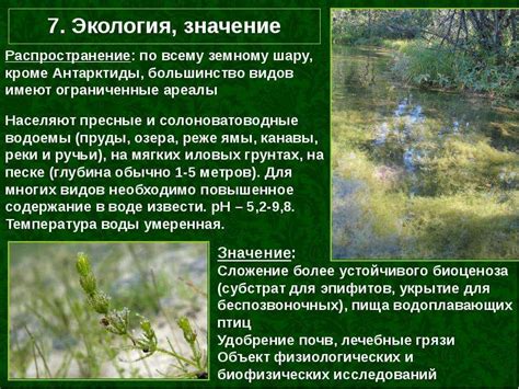 Характеристики водорослей