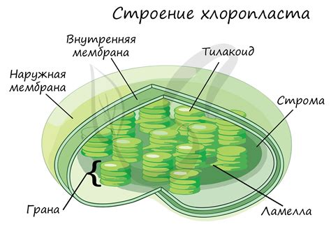 Хлоропласты: пигменты и фотосинтез