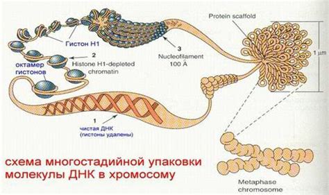 Хроматин: определение, строение и состав